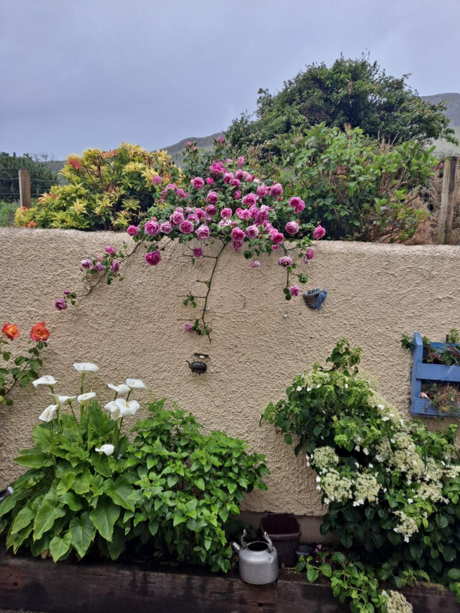 Lurig View B&B Glenariffe Εξωτερικό φωτογραφία